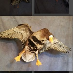 Meet your Posher, Adrian